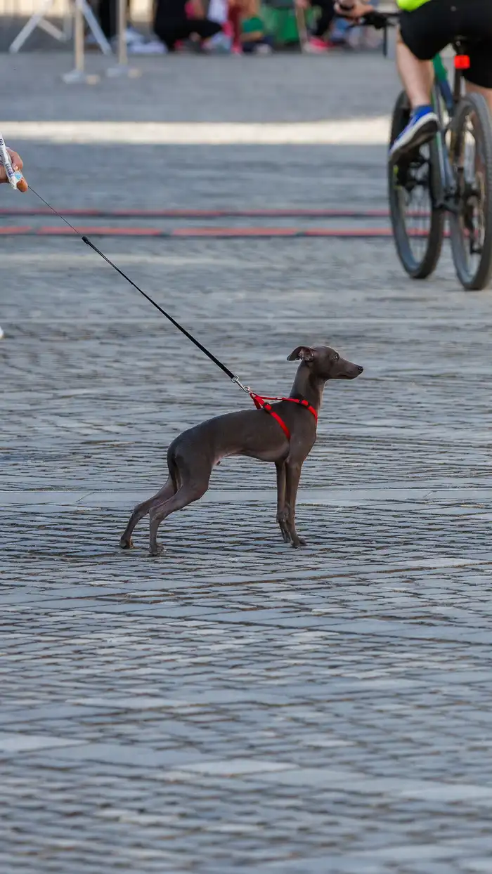 111775665164avtor-Jani-Brajkovič JB_M3935.webp-nm-tek.si